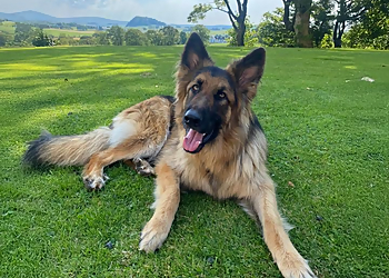 Loudounhill Country Bark
