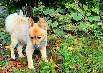 Loudounhill Country Bark