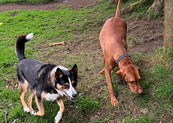 Loudounhill Country Bark Loudounhill Country Bark