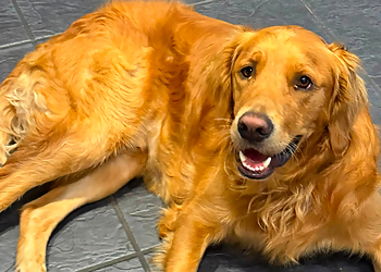 Love Pooches