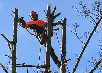 Low Cost Tree Care and Garden Services