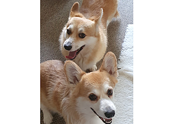 Lower Hortondale Kennels