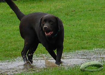 Lower Hortondale Kennels