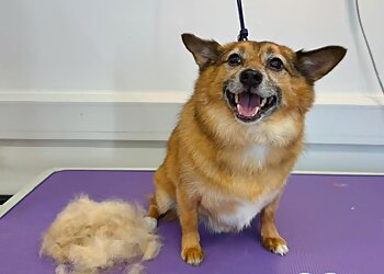 LuLu & Paws Dog Salon