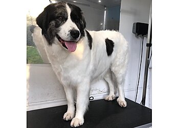 Lynne Orvis Dog Grooming