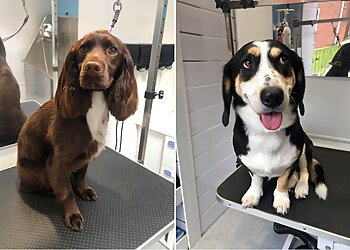 Lynne Orvis Dog Grooming