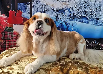 Lynn's Grooming Parlour