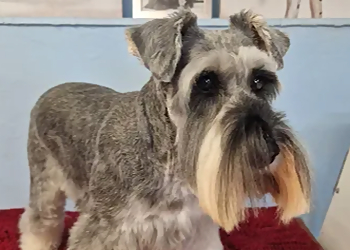 Lynn's Grooming Parlour