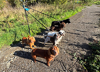 MBF Dog Walking & Training