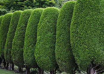 MTG Grounds Maintenance