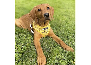 Maher & Hound Dog Training & Behaviour