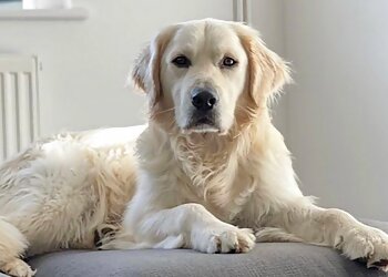 Maher & Hound Dog Training & Behaviour