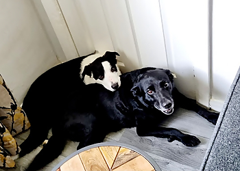 Mahon House Boarding Kennels