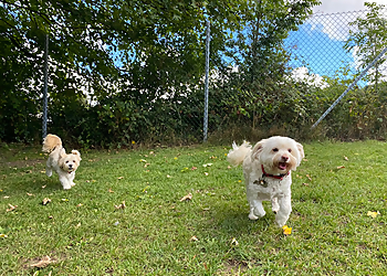 Mahon House Boarding Kennels