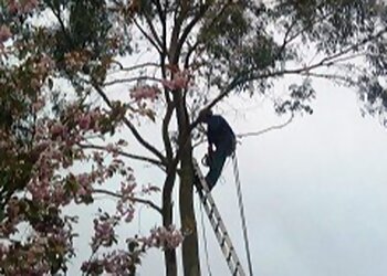 Maindee Tree & Garden Services