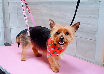 Majobi Dog Groomers & Spa