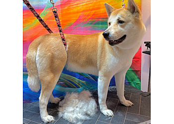 Majobi Dog Groomers & Spa