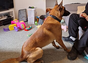 Manchester Dog School