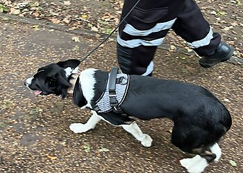 Salford dog trainers Manchester Dog School image 1