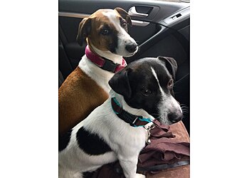 Manchester Dog Whisperer