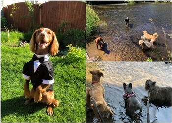 MBF Dog Walking & Training