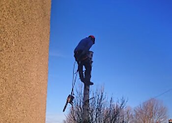 Maple Tree & Gardening Services