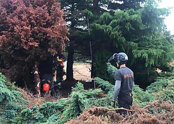 Masons Tree Surgery Ltd.