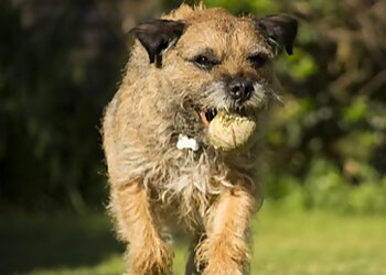 Hereford dog trainers Matt Faulds Dog Training Services image 1