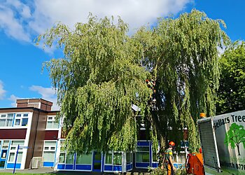 Matt Sellars Tree Surgeon