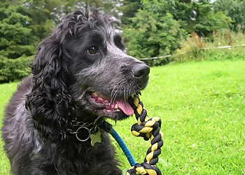Mayfield Kennels and Cattery