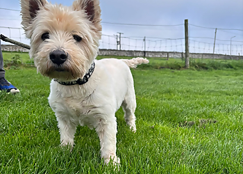 Mayfield Kennels and Cattery