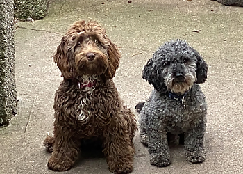 Mayfield Kennels and Cattery