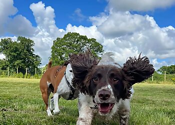 Meadow View Doggy Daycare
