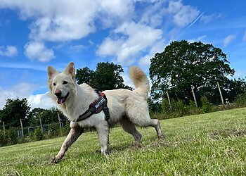 Meadow View Doggy Daycare