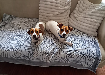 Medivet 24 Hour Alder