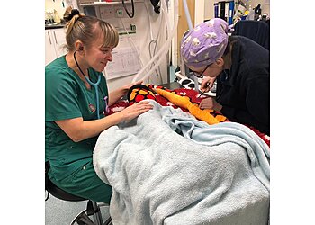 Medivet 24 Hour Ashton