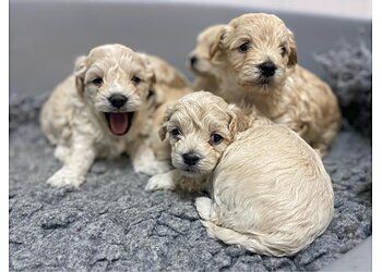 Medivet Aston Clinton