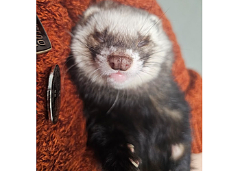 Medivet Harrogate Knaresborough Rd