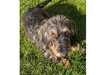 Medivet Harrogate Knaresborough Rd