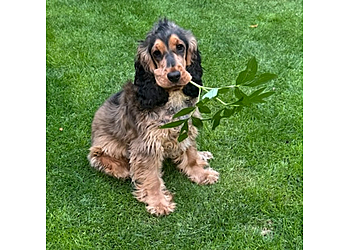 Medivet Harrogate Knaresborough Rd 