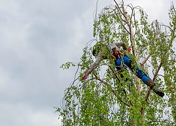 Midland Tree Specialists