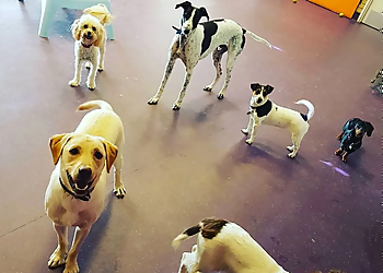 Mighty Mutt House