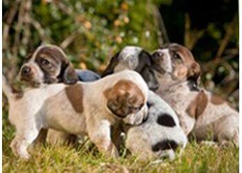 Mill Green Boarding Kennels & Cattery
