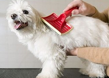 Mill Green Boarding Kennels & Cattery