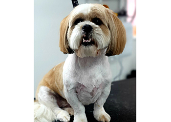 Millie's Paws Grooming Studio