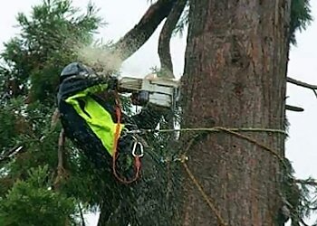 Monet Tree Care Ltd