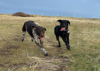 Mooches With Pooches