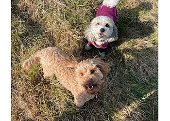 Mooches With Pooches