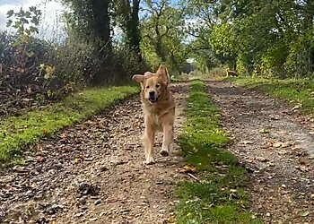 Ripon dog walkers Moochy Poochy Dog Walking  image 1