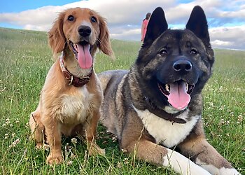 Moorview Kennels & Cattery